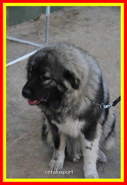 180311 mostra_canina 033.jpg